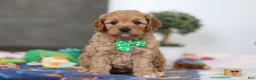 Cavapoo dogs for sale: Lincoln - Ad 1