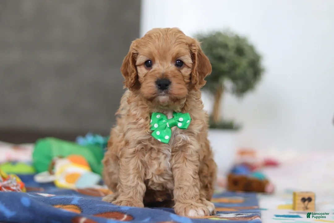Cavapoo dogs for sale: Lincoln - Ad 1