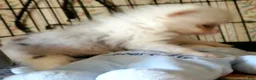 Pomeranian dogs for sale: Akc Gidget - Ad 4