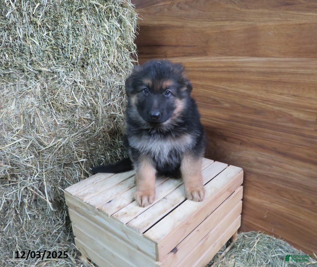German Shepherd dogs for sale: Murphy - Ad 1