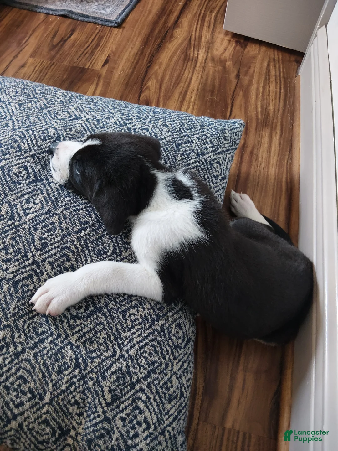 Mixed Breed dogs for sale: Aurora - Ad 2