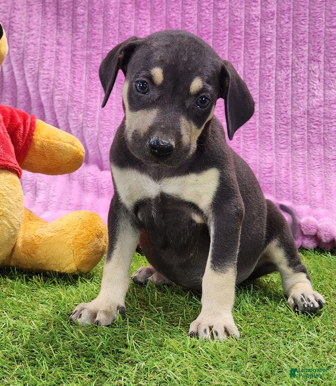 Catahoula Leopard Dog dogs for sale: Tess 2025 Female 1 - Ad 8