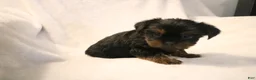 Shorkie dogs for sale: Beau - Ad 4