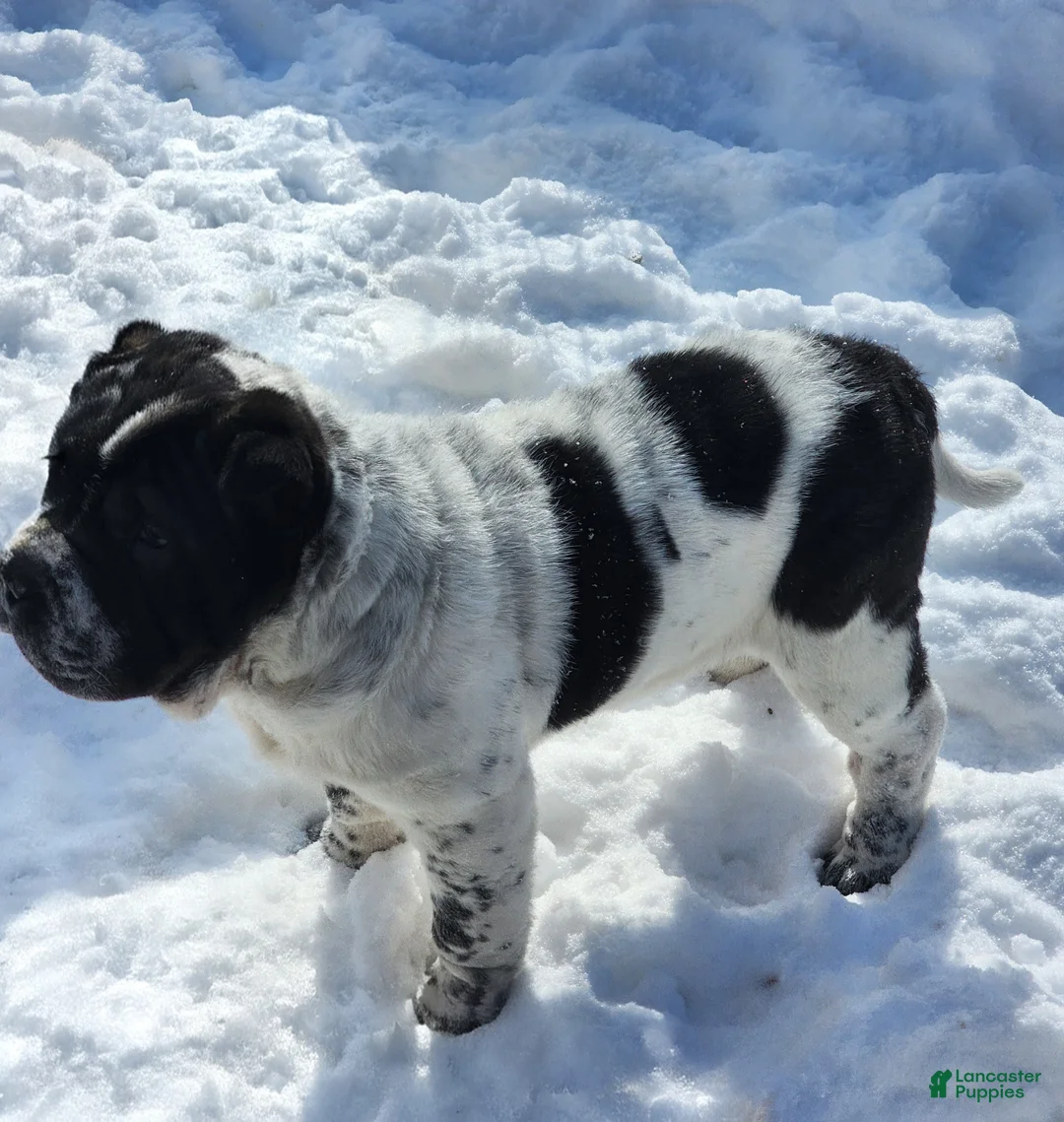 Shar Pei dogs for sale: Oreo black flower mini - Ad 2
