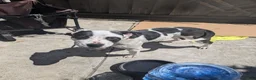 American Pit Bull Terrier dogs for sale: Midnight - Ad 2