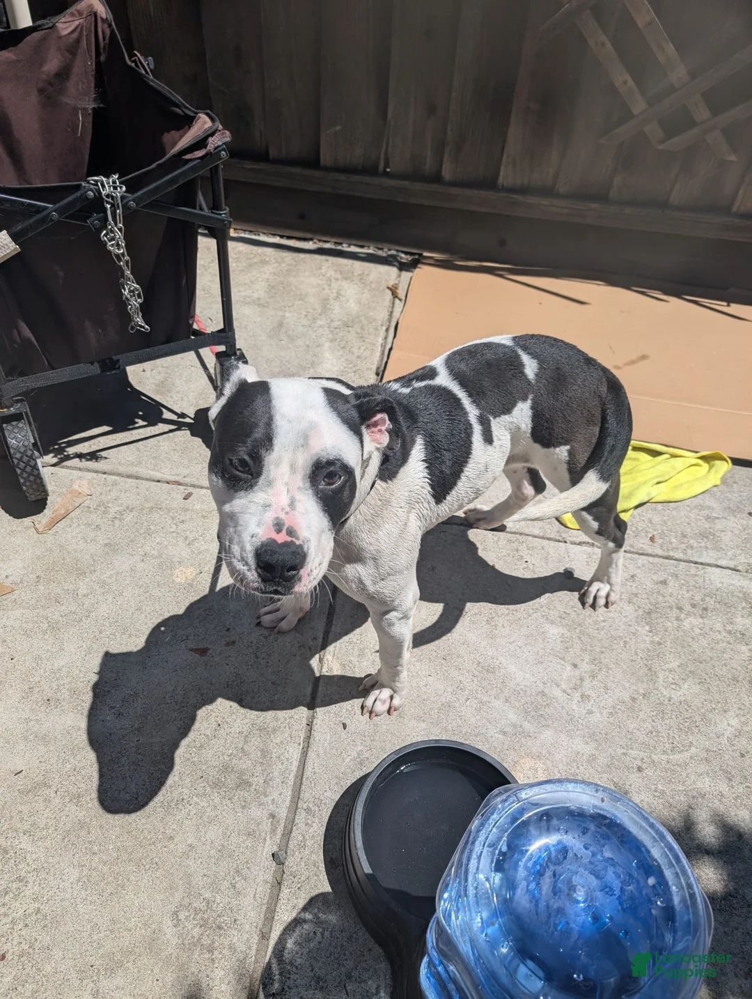 American Pit Bull Terrier dogs for sale: Midnight - Ad 2