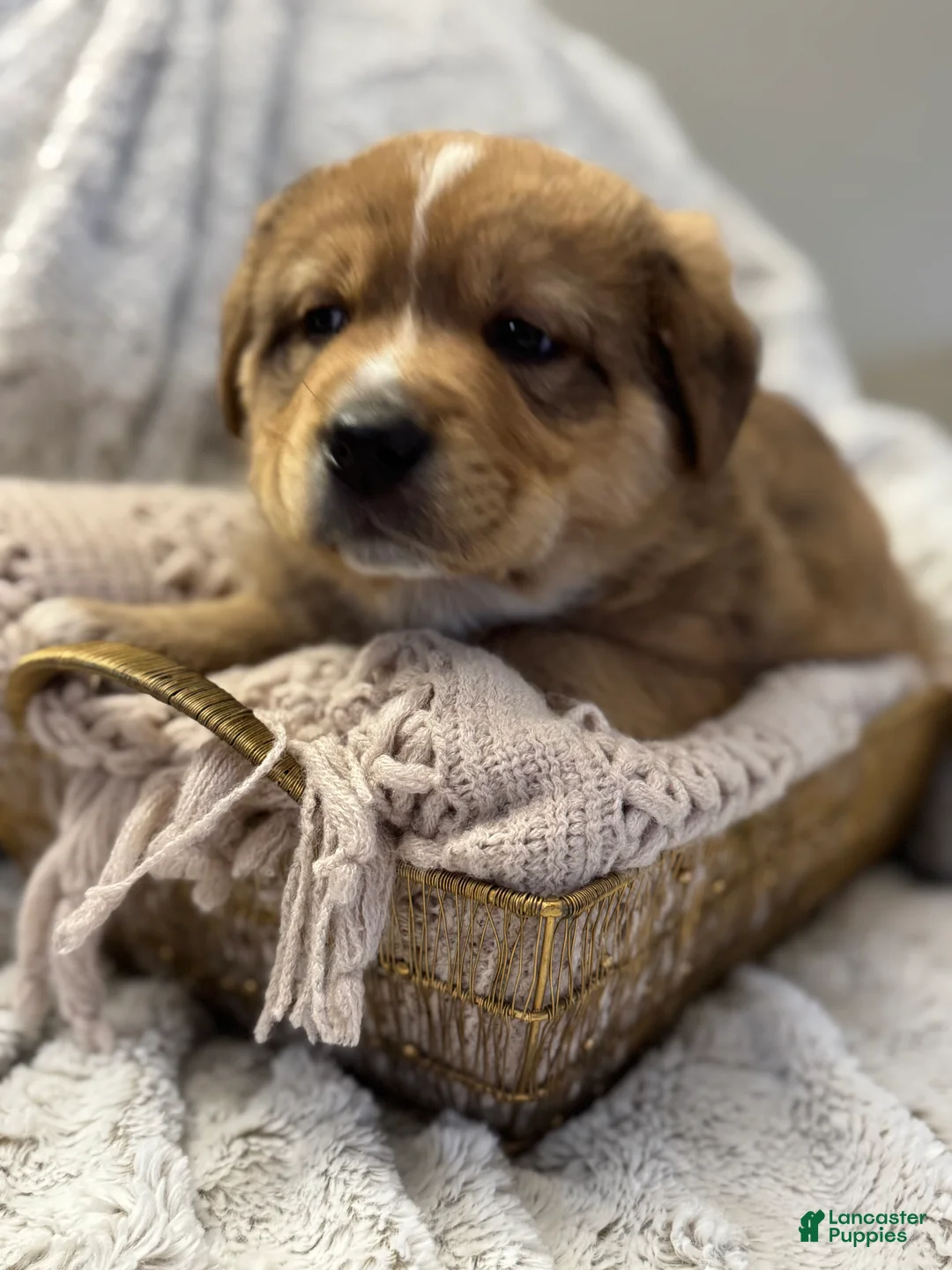 Mixed Breed dogs for sale: Frappé  - Ad 10