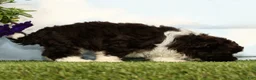 Havanese dogs for sale: Knox - Ad 4
