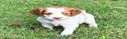 Brittany Spaniel dogs for sale: Hawkeye Boy 1 - Ad 3