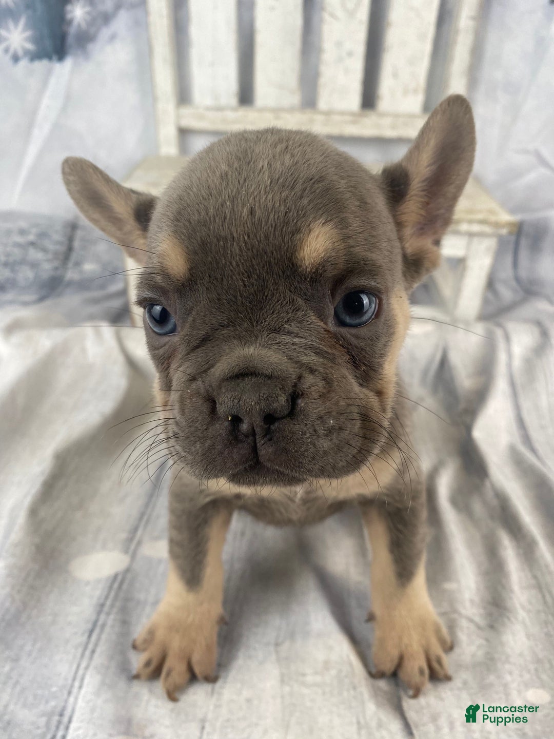 French Bulldog dogs for sale: Zoey - Ad 13
