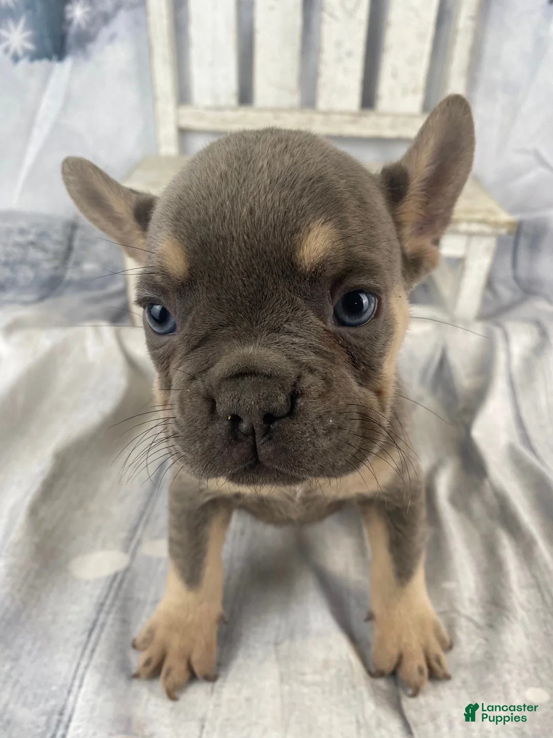 French Bulldog dogs for sale: Zoey - Ad 18