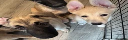 Mixed Breed dogs for sale: Teacup - Ad 7