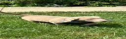 Labrador Retriever dogs for sale: Storm - Ad 2