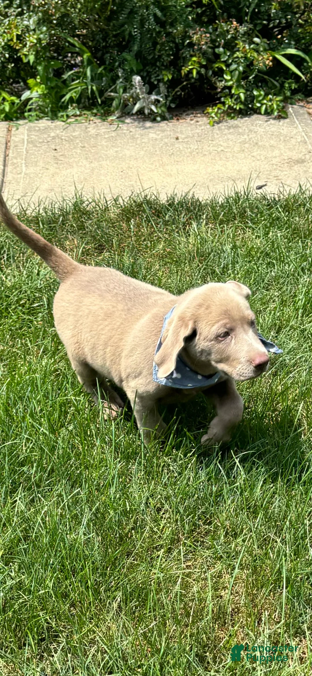 Labrador Retriever dogs for sale: Storm - Ad 2