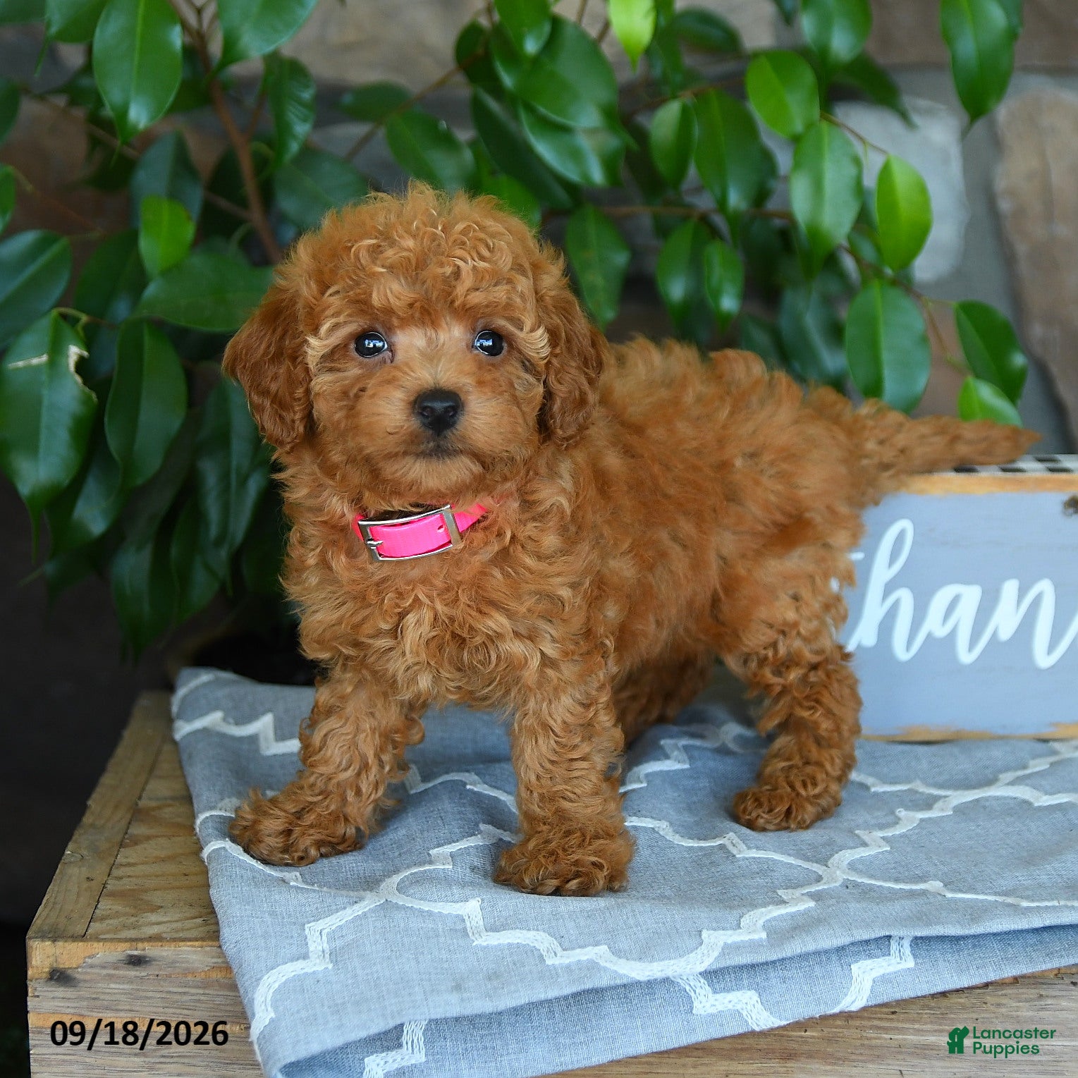 Maltipoo dogs Leona - Ad 2