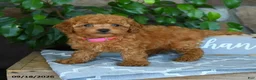 Maltipoo dogs for sale: Leona - Ad 2