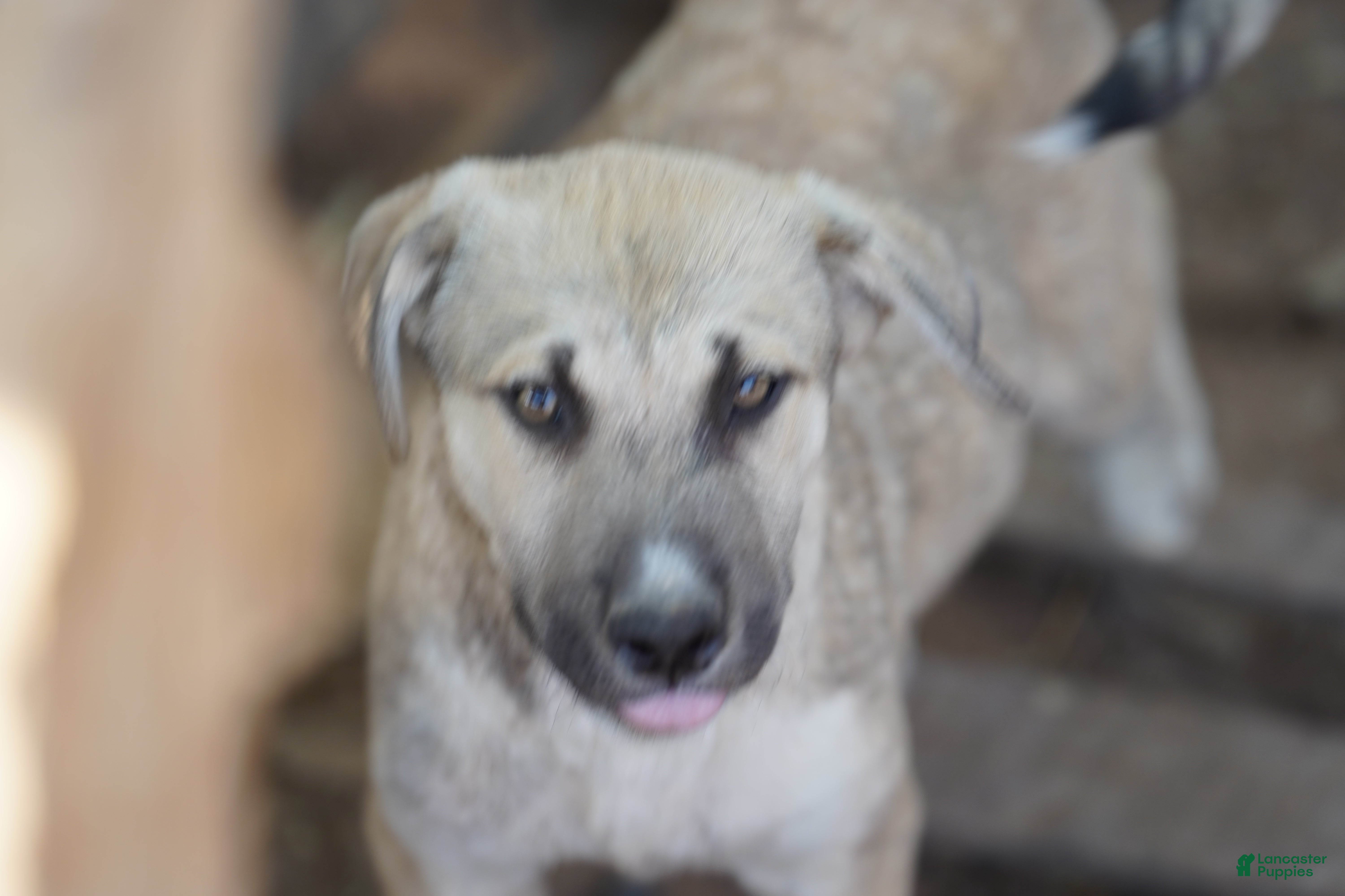 Mixed Breed dogs Bansky Blonde 3 F - Ad 31