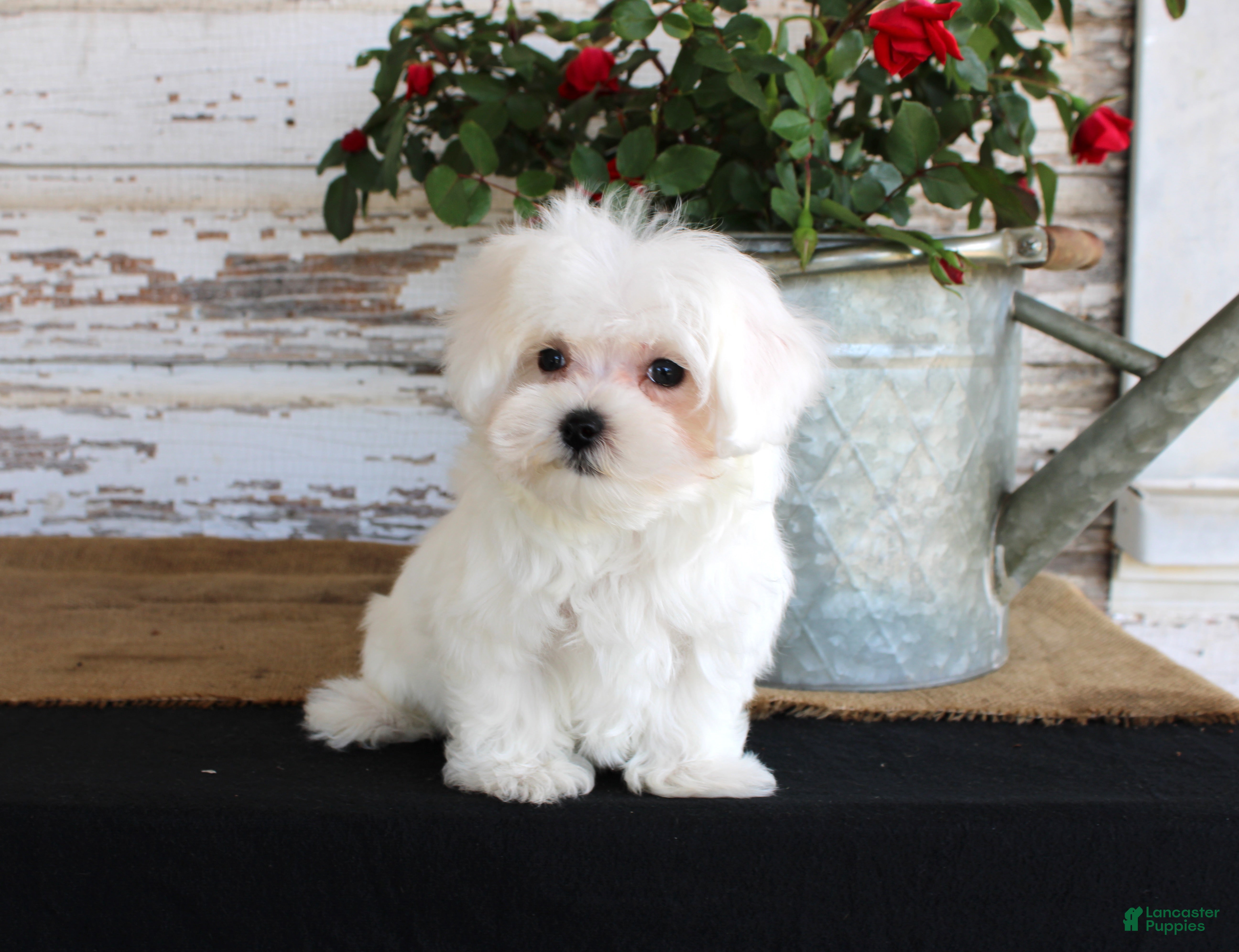 Maltese dogs Tango - Ad 39