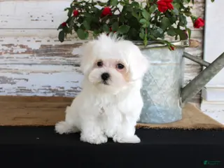 Maltese dogs Tango - Ad 39