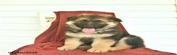 German Shepherd dogs for sale: Colby  - Ad 3