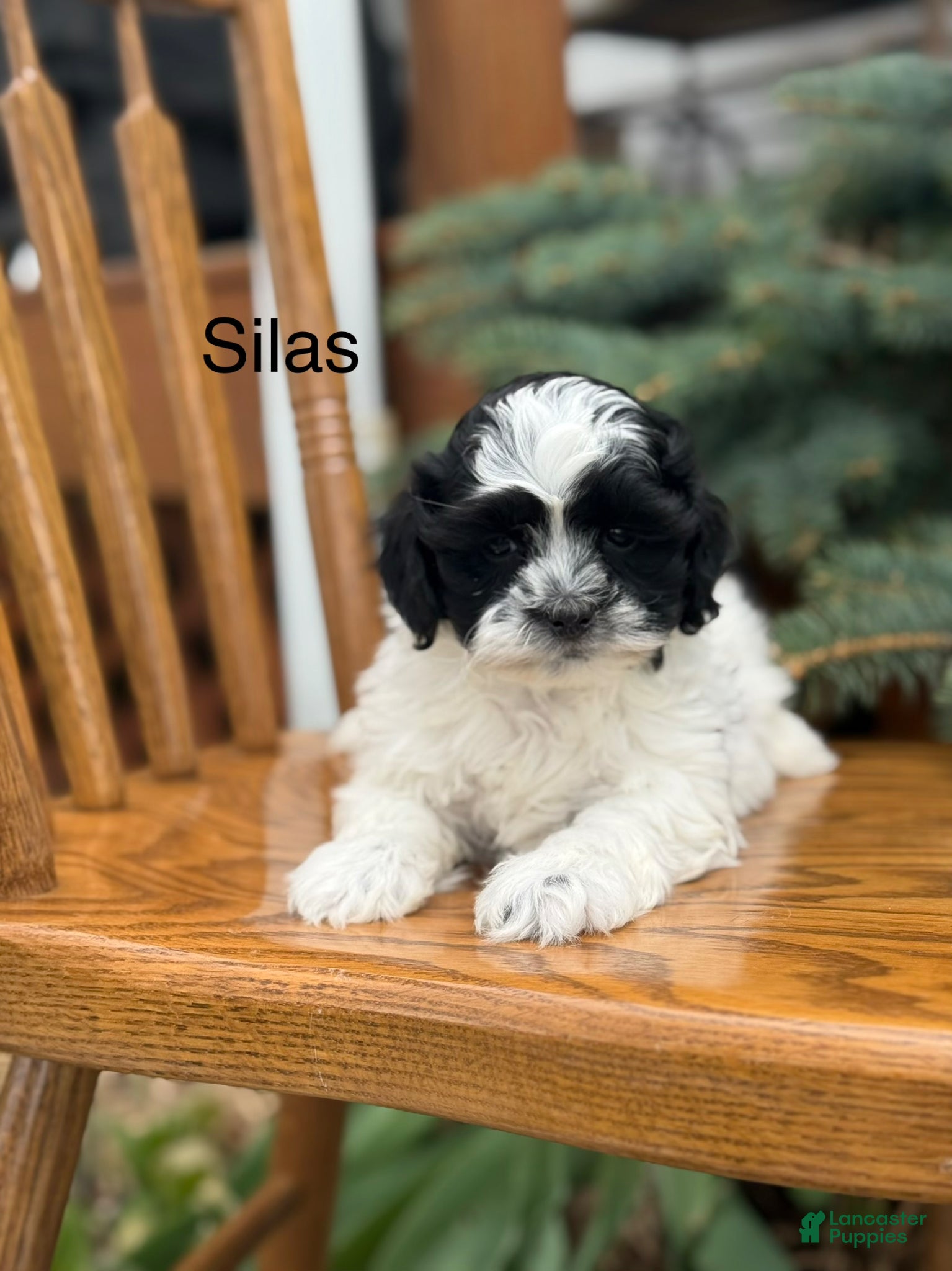 Shihpoo dogs Sials - Ad 1
