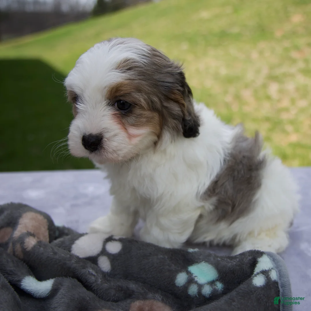 Cavapoo dogs for sale: Ben - Ad 2