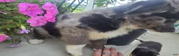 Border Collie dogs for sale: Blue - Ad 6