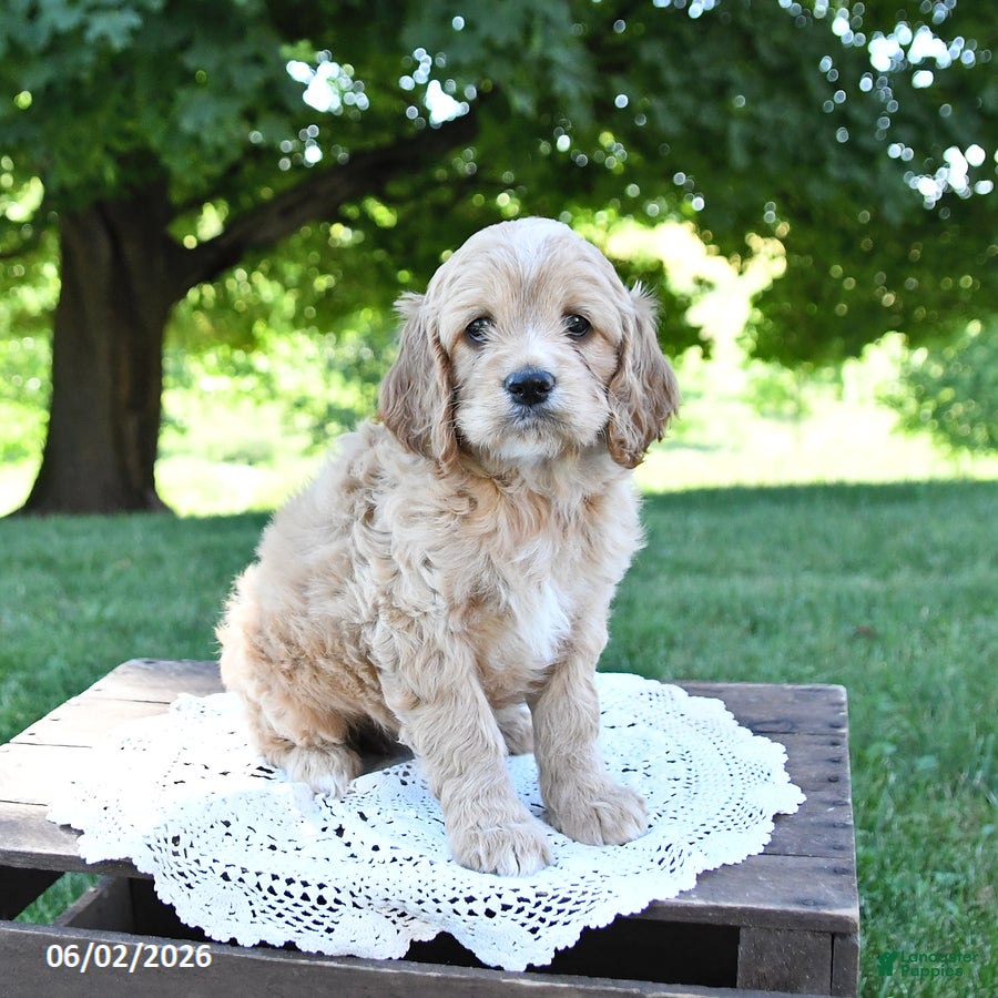 Cockapoo dogs for sale: Sunshine - Ad 2