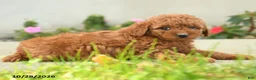 Goldendoodle dogs for sale: Popcorn - Ad 5