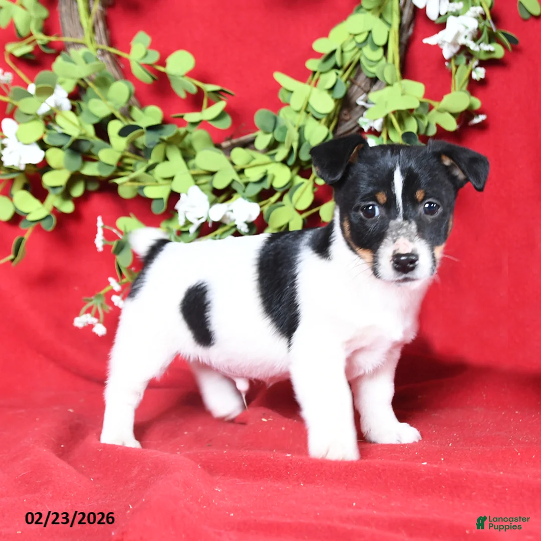 Jack Russell Terrier dogs for sale: Murphy - Ad 2