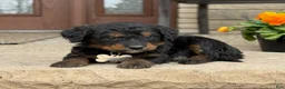 Bernedoodle dogs for sale: Bernedoodle Puppy Juno - Ad 4
