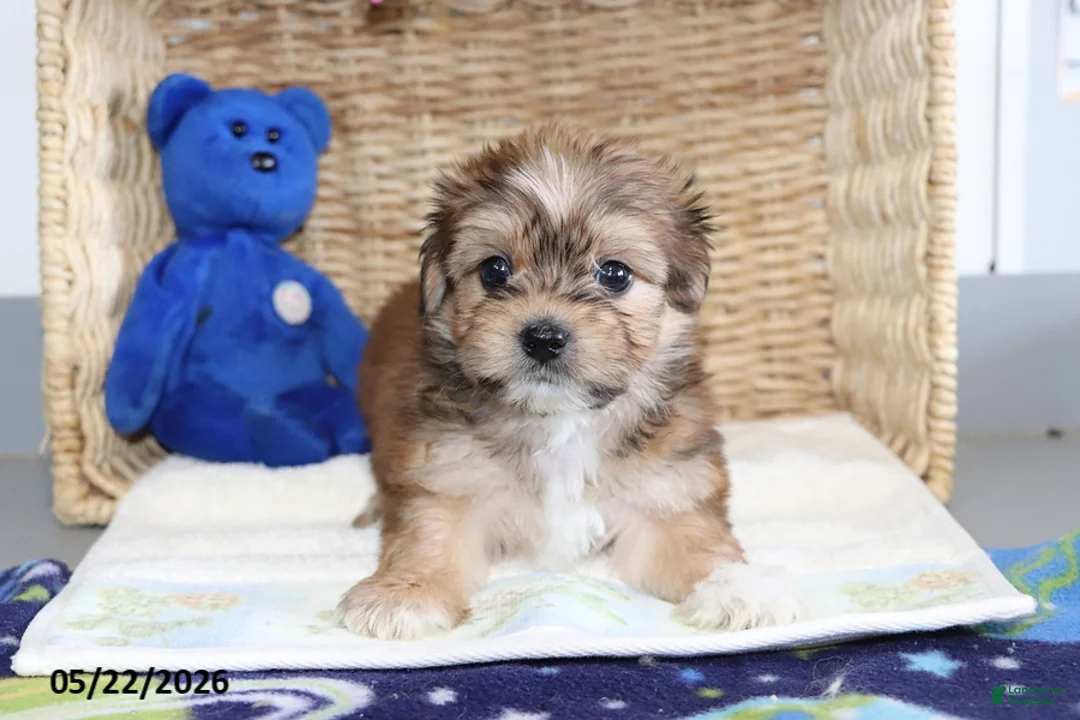 Shorkie dogs for sale: Donald - Ad 2