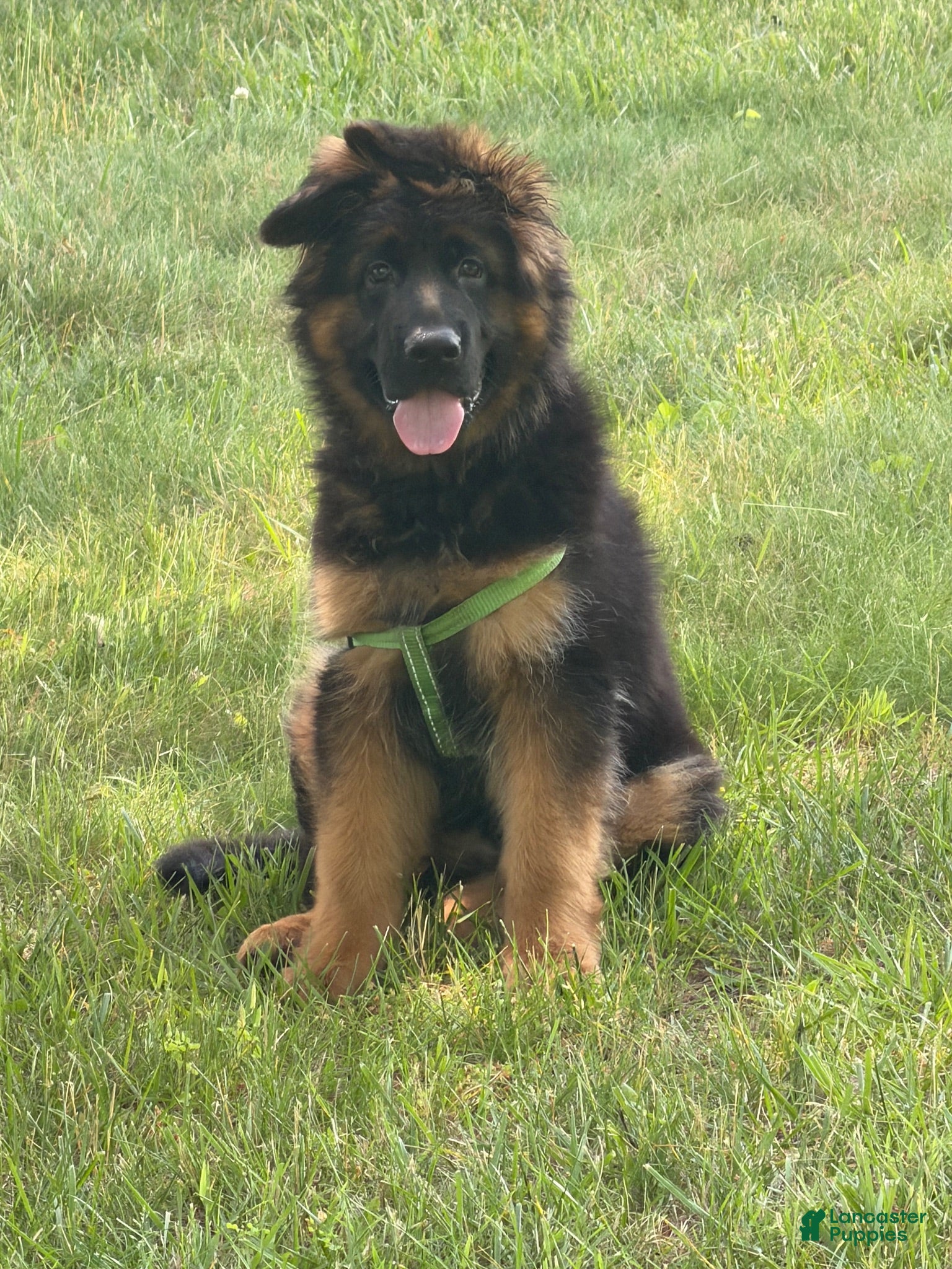 German Shepherd dogs German Shepherd 1 - Ad 31
