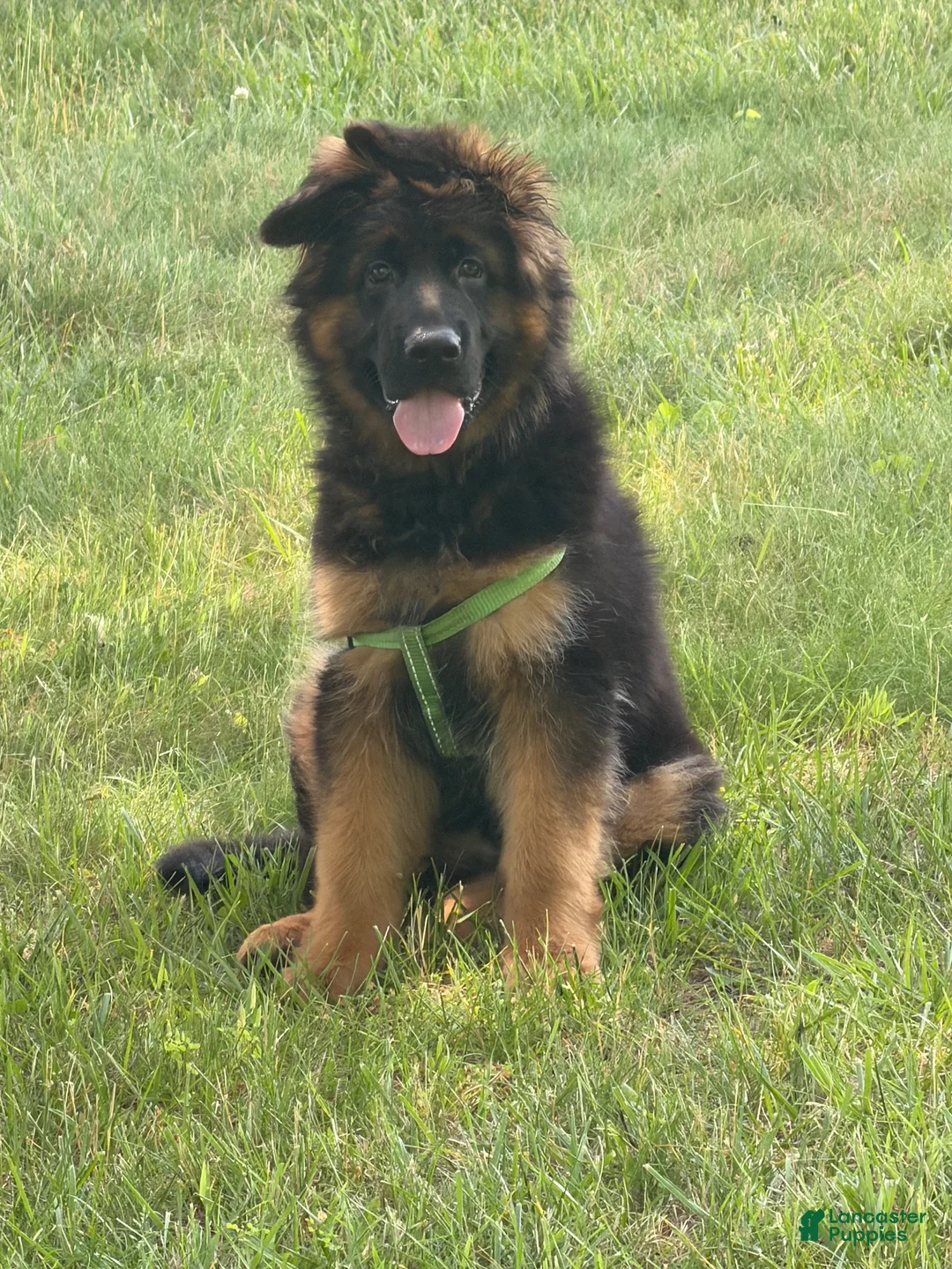 German Shepherd dogs for sale: German Shepherd 1 - Ad 1