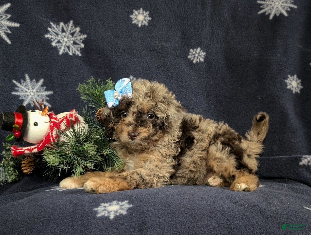 Mini Bernedoodle dogs for sale: Annaleigh Hypoallergenic - Ad 4