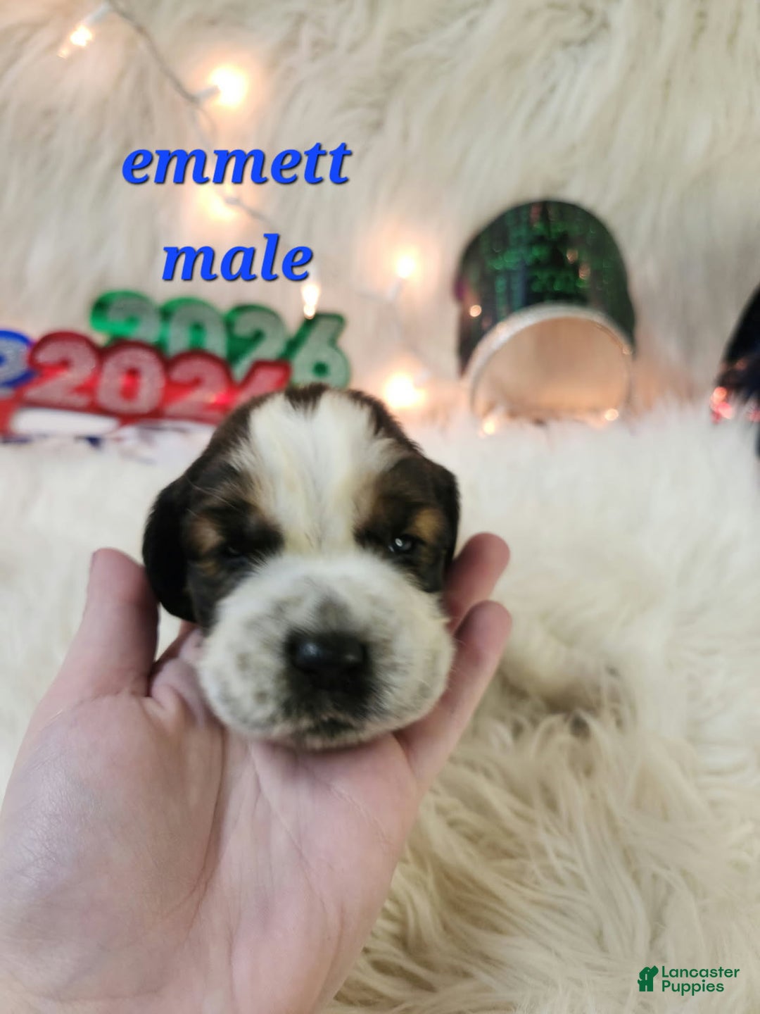 English Springer Spaniel dogs for sale: Emmett - Ad 1