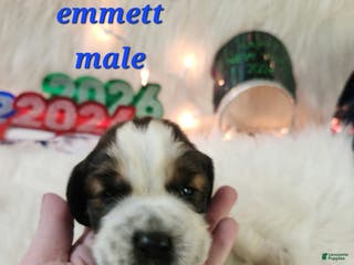English Springer Spaniel dogs Emmett - Ad 38