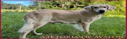 Golden Retriever dogs for sale: Blitz of Avalon male golden retriever - Companion family profile - Ad 4