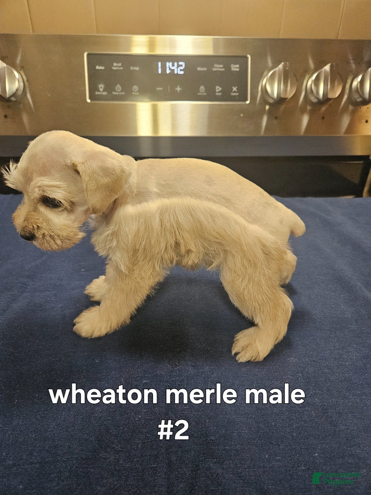 Miniature Schnauzer dogs for sale: Wheaton male #2 2 hazel eyes  - Ad 4