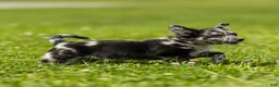 Chihuahua dogs for sale: Ryder Chihuahua Puppy  - Ad 11