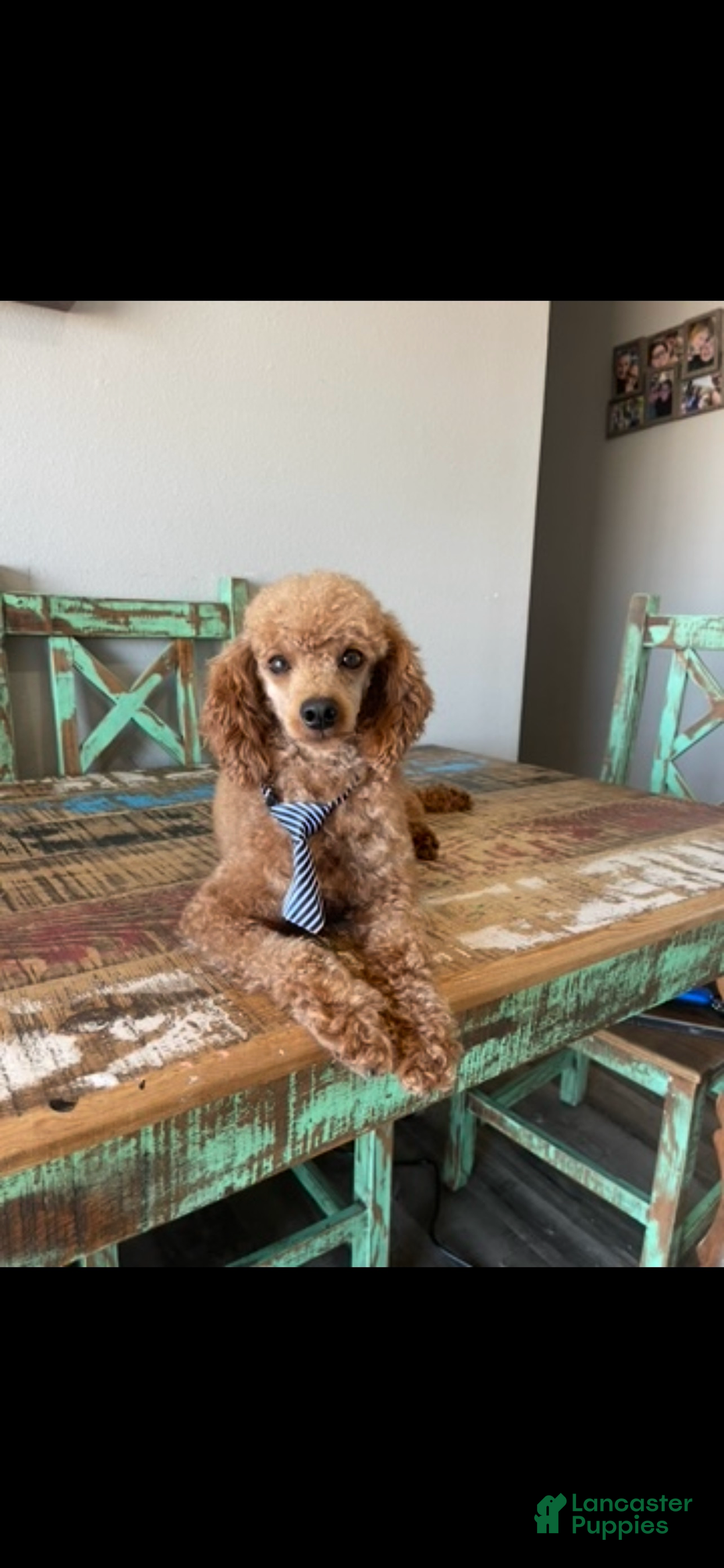 Toy Poodle dogs for sale: Akc Clear Red Boy Milo - Ad 8