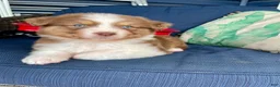Australian Shepherd dogs for sale: Australian Shepherd- Daisy - Ad 4