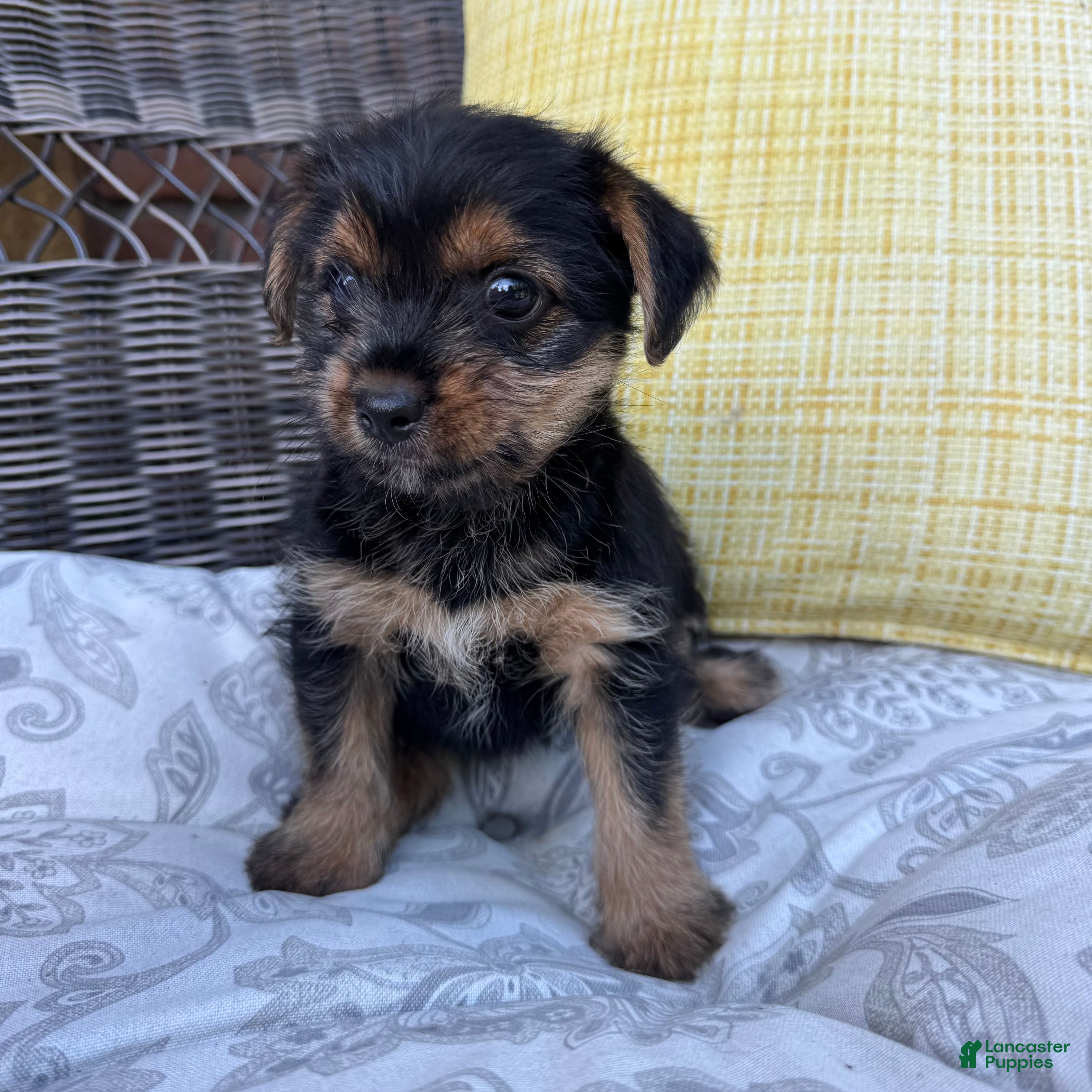 Shorkie dogs Emma - Ad 21