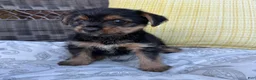 Shorkie dogs for sale: Emma - Ad 1