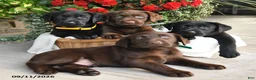 Labrador Retriever dogs for sale: Promise - Ad 5