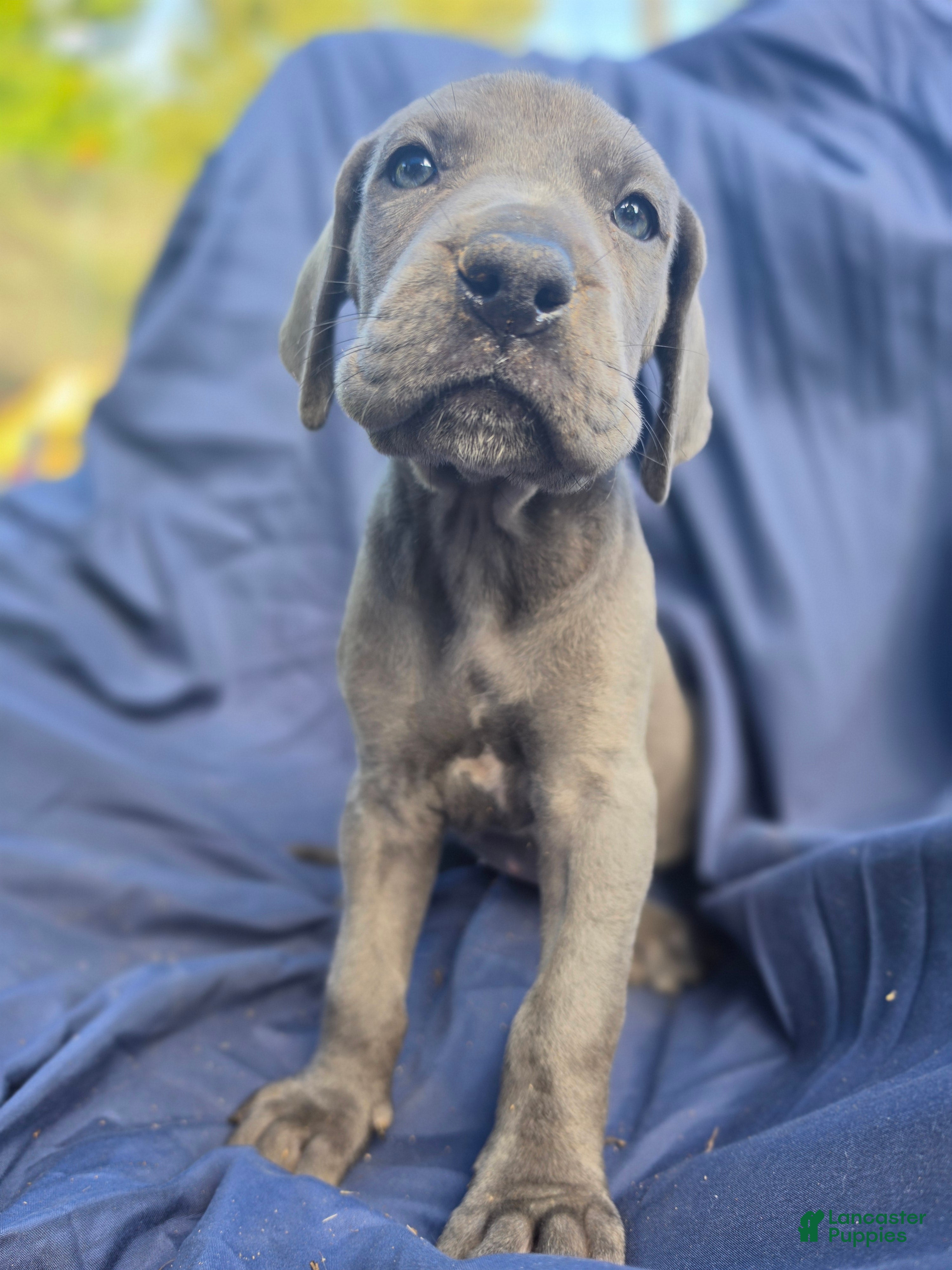 Great Dane dogs Sayuri - Ad 41