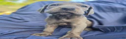Great Dane dogs for sale: Sayuri - Ad 1