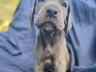 Great Dane dogs Sayuri - Ad 30
