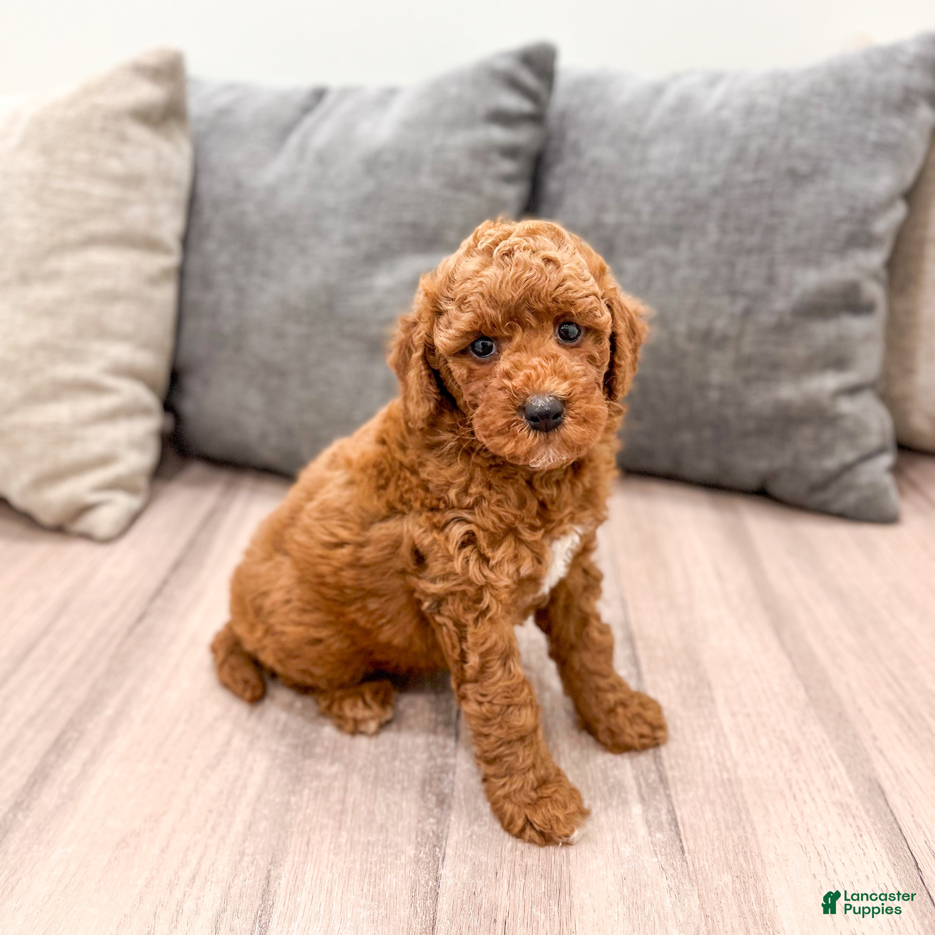 Mini Goldendoodle dogs Angel - Ad 2
