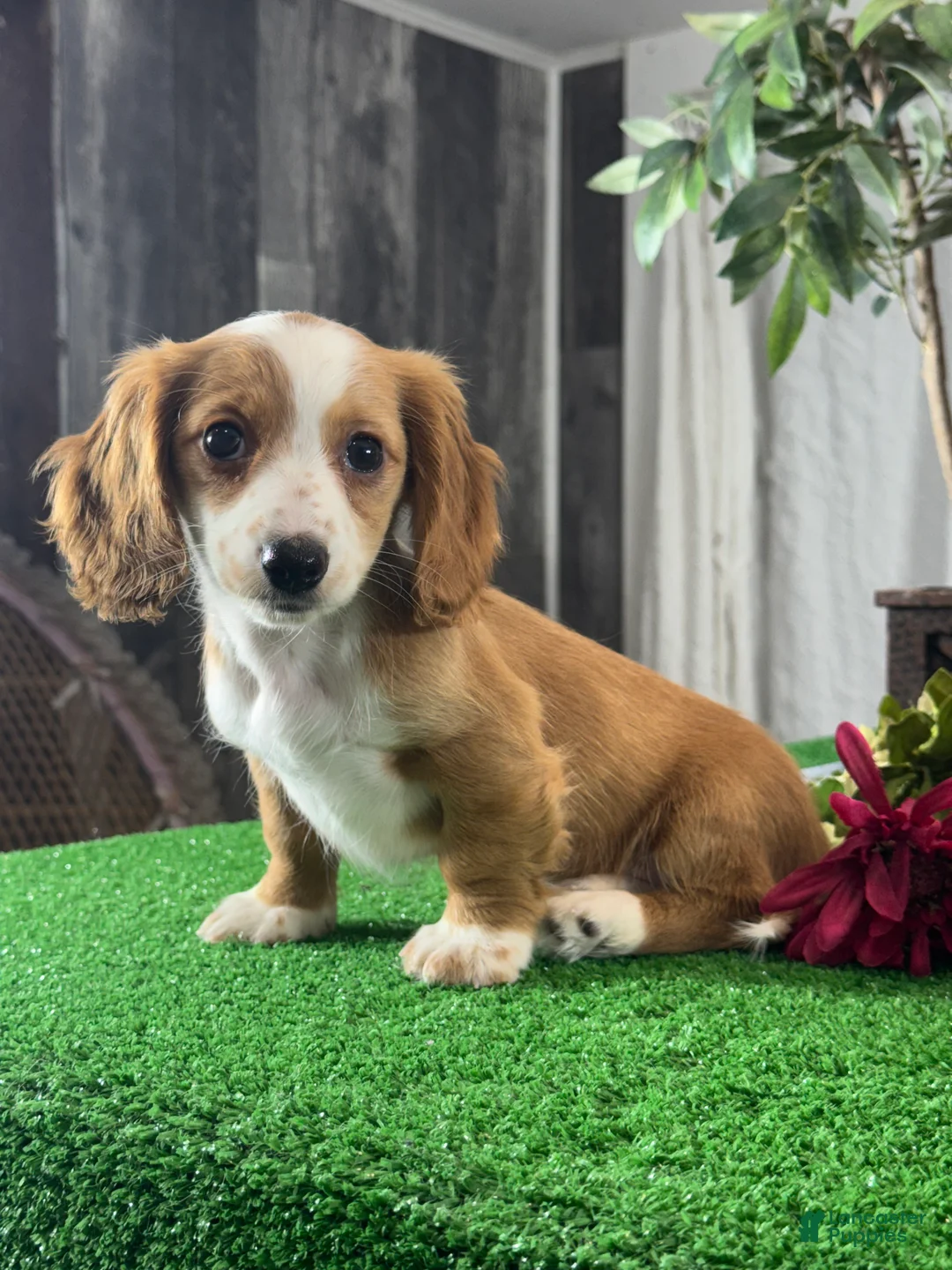 Miniature Dachshund dogs for sale: Daisy  - Ad 6